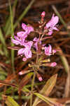 Coastal plain balm